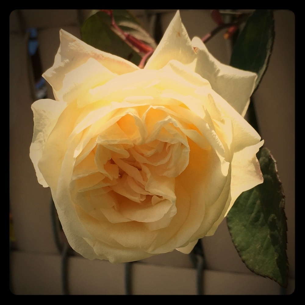 Meet your Posher, Tiffany